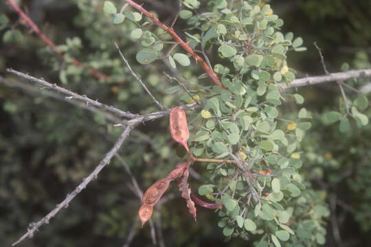 صورة Mimosa zygophylla A. Gray