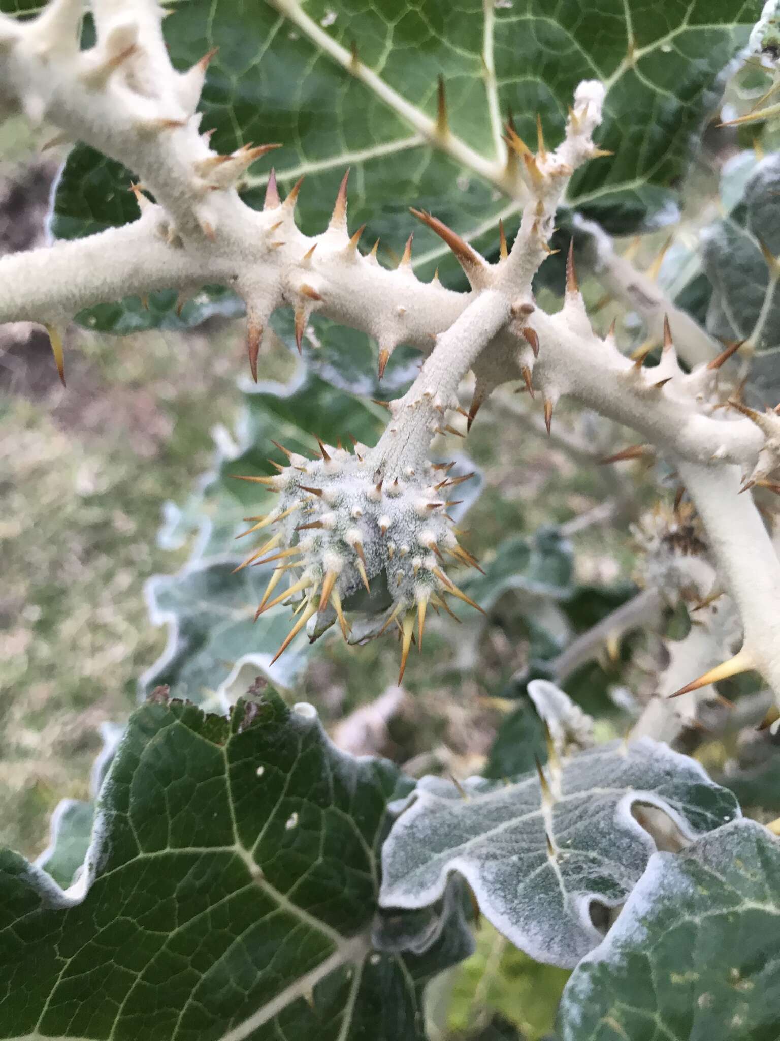 Image de Solanum marginatum L. fil.