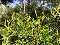 Sivun Acacia deanei (R. T. Baker) M. B. Welch, Coombs & McGlynn kuva