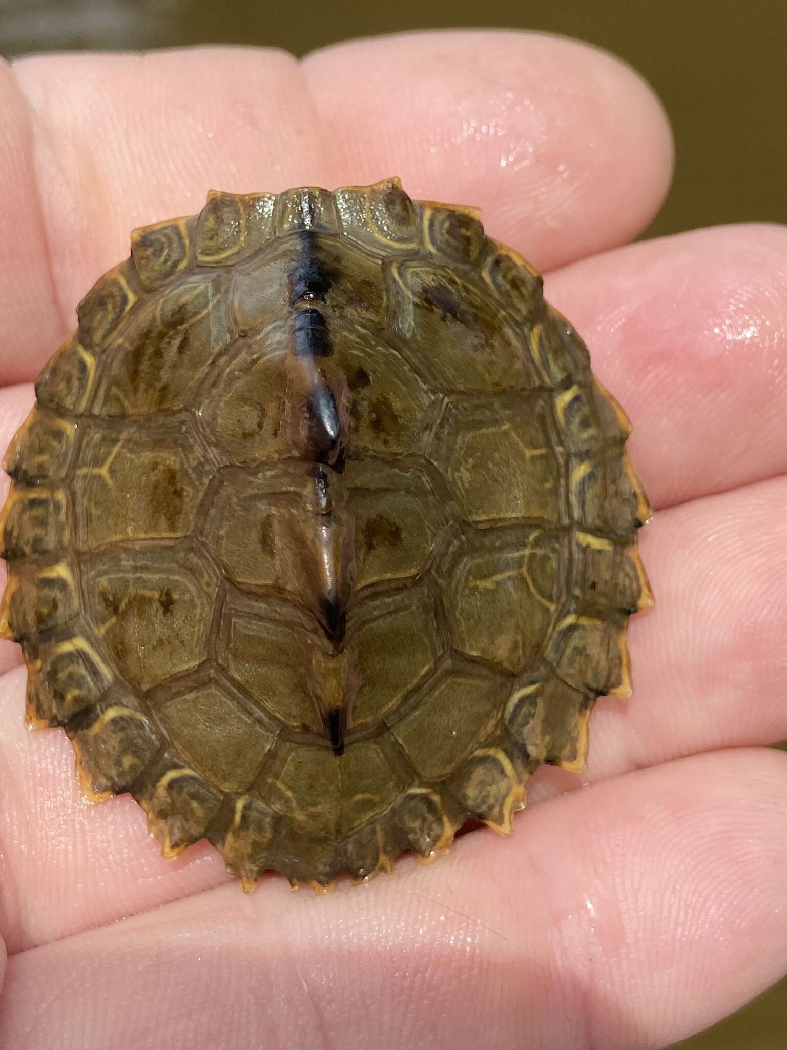 Image of Escambia Map Turtle