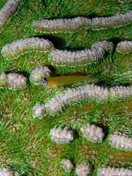 Image of Bluenose Goby