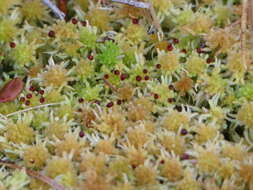 Imagem de Sphagnum angustifolium C. E. O. Jensen 1896