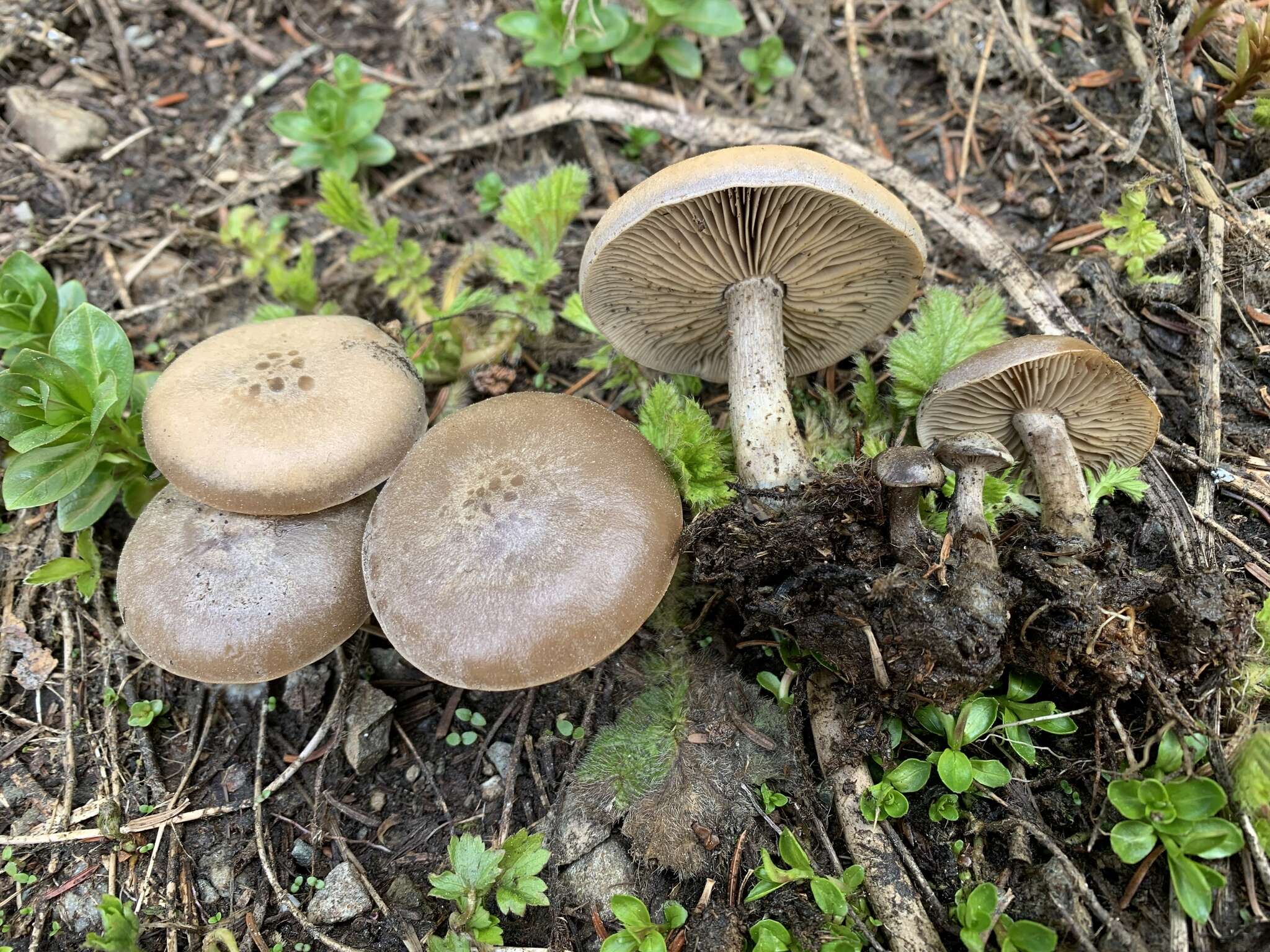 Image of Clitocybe glacialis Redhead, Ammirati, Norvell & M. T. Seidl 2000