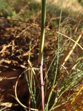 Image of Cymbopogon ambiguus (Hack.) A. Camus