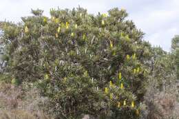 Plancia ëd Banksia attenuata R. Br.