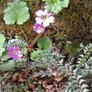 Image of Primula listeri King ex Hook. fil.