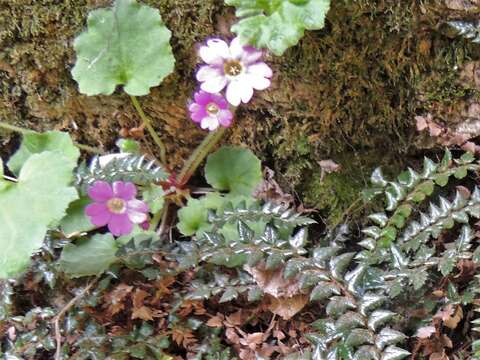 Primula listeri King ex Hook. fil. resmi