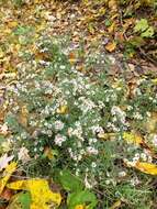 Image of <i>Symphyotrichum <i>ontarionis</i></i> var. ontarionis