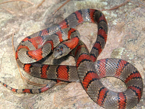 Image of Lampropeltis greeri (Webb 1961)