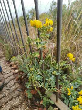 Image de Coronilla valentina L.