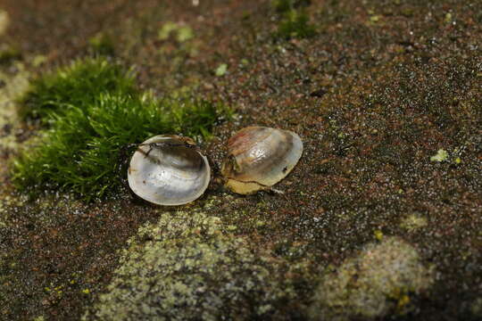 Image of horny orb mussel