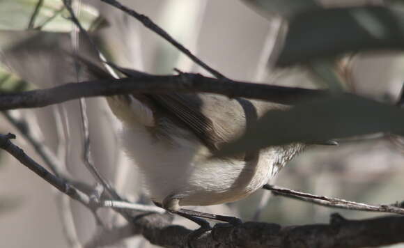 Image of Inland Thornbill