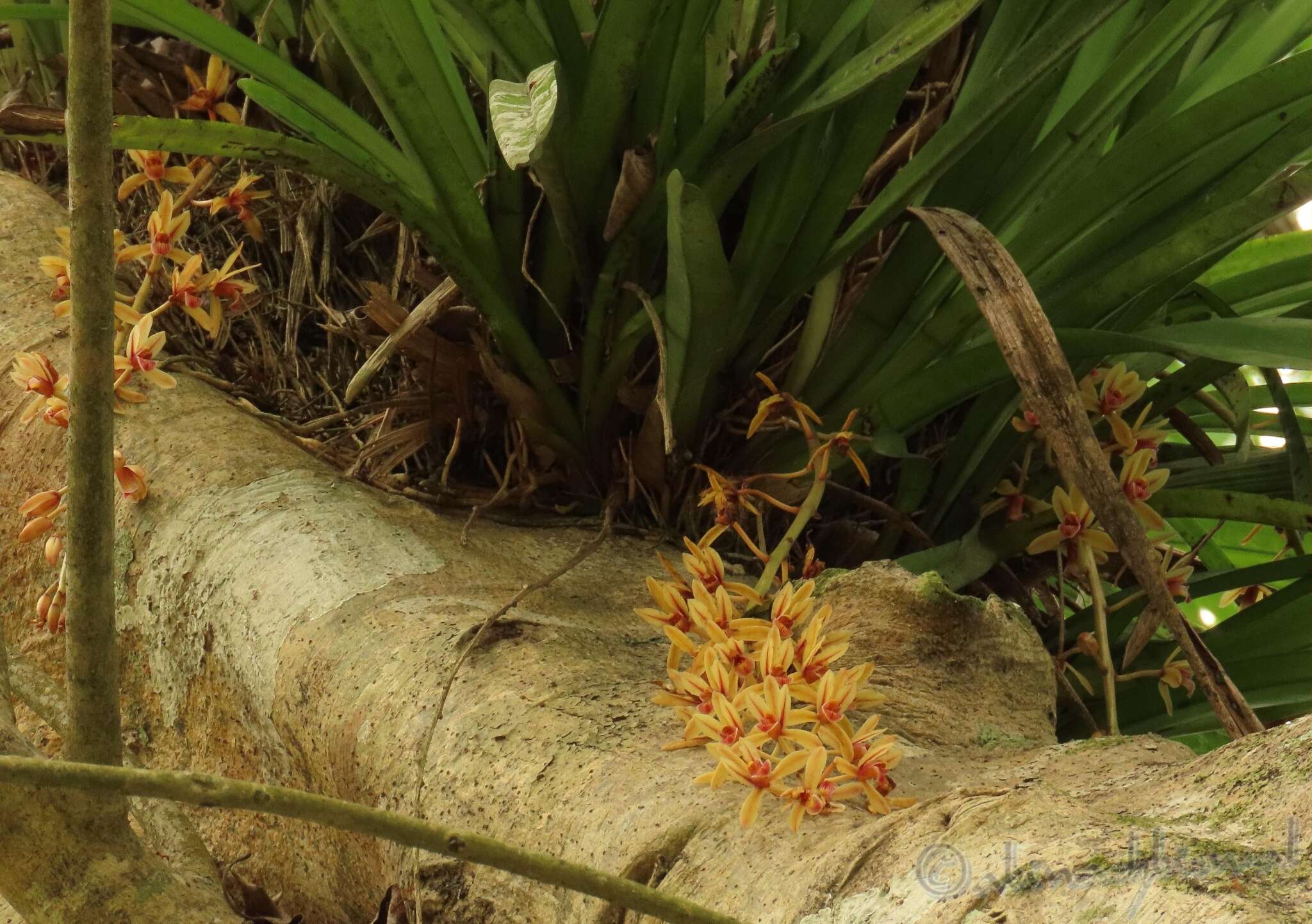 Imagem de Cymbidium aloifolium (L.) Sw.