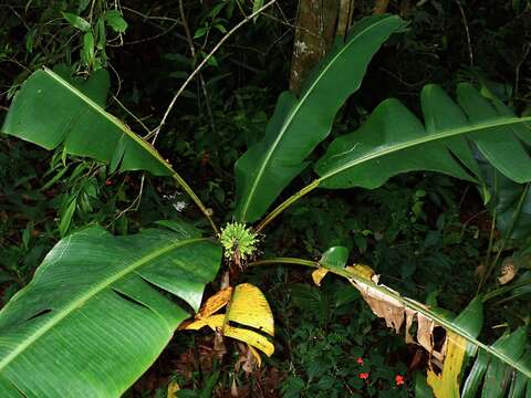 Image of Musa monticola M. Hotta ex Argent