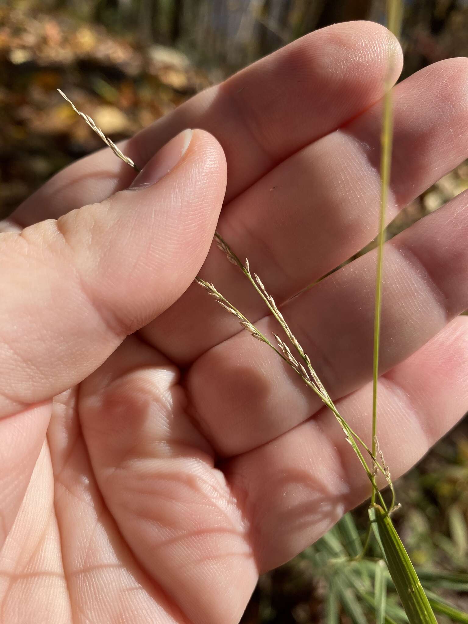 Imagem de Muhlenbergia sobolifera (Muhl. ex Willd.) Trin.