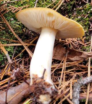 Image of Melanoleuca fumosolutea (Peck) Murrill 1914