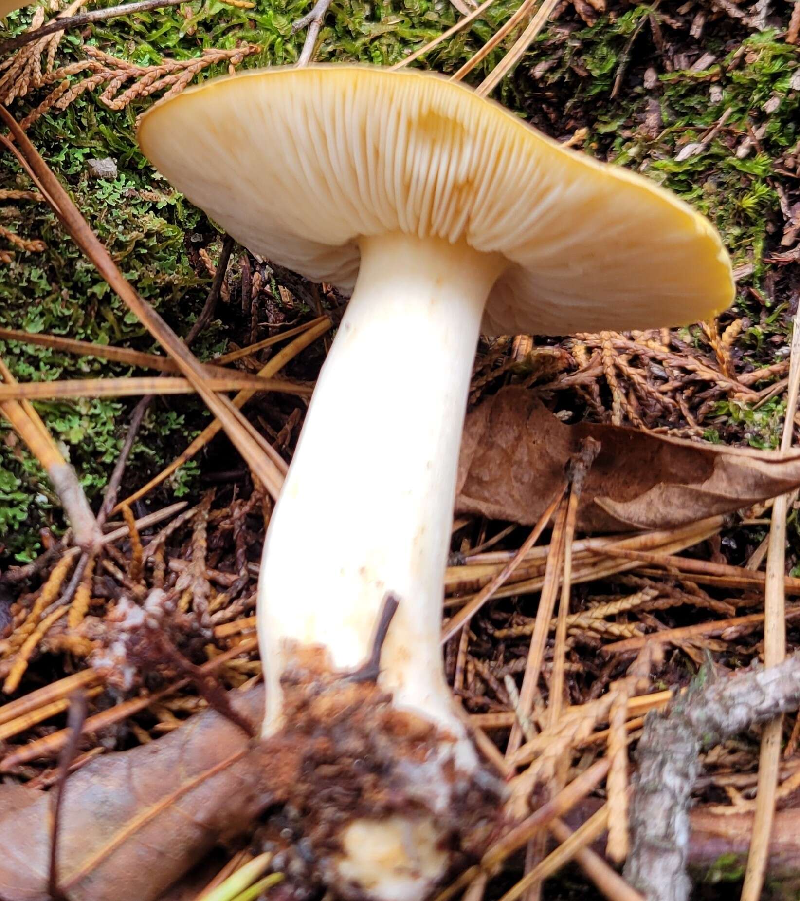 Image of Melanoleuca fumosolutea (Peck) Murrill 1914