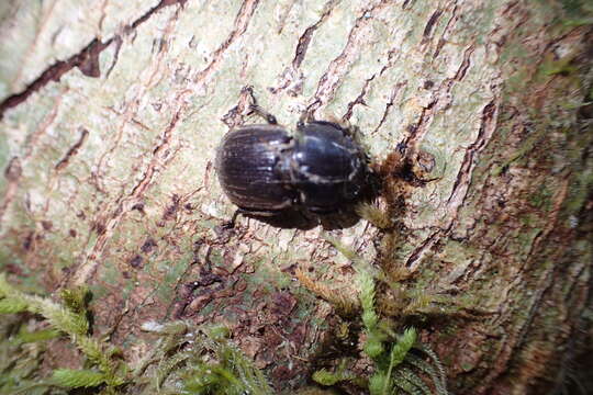 Image of Helms' stag beetle