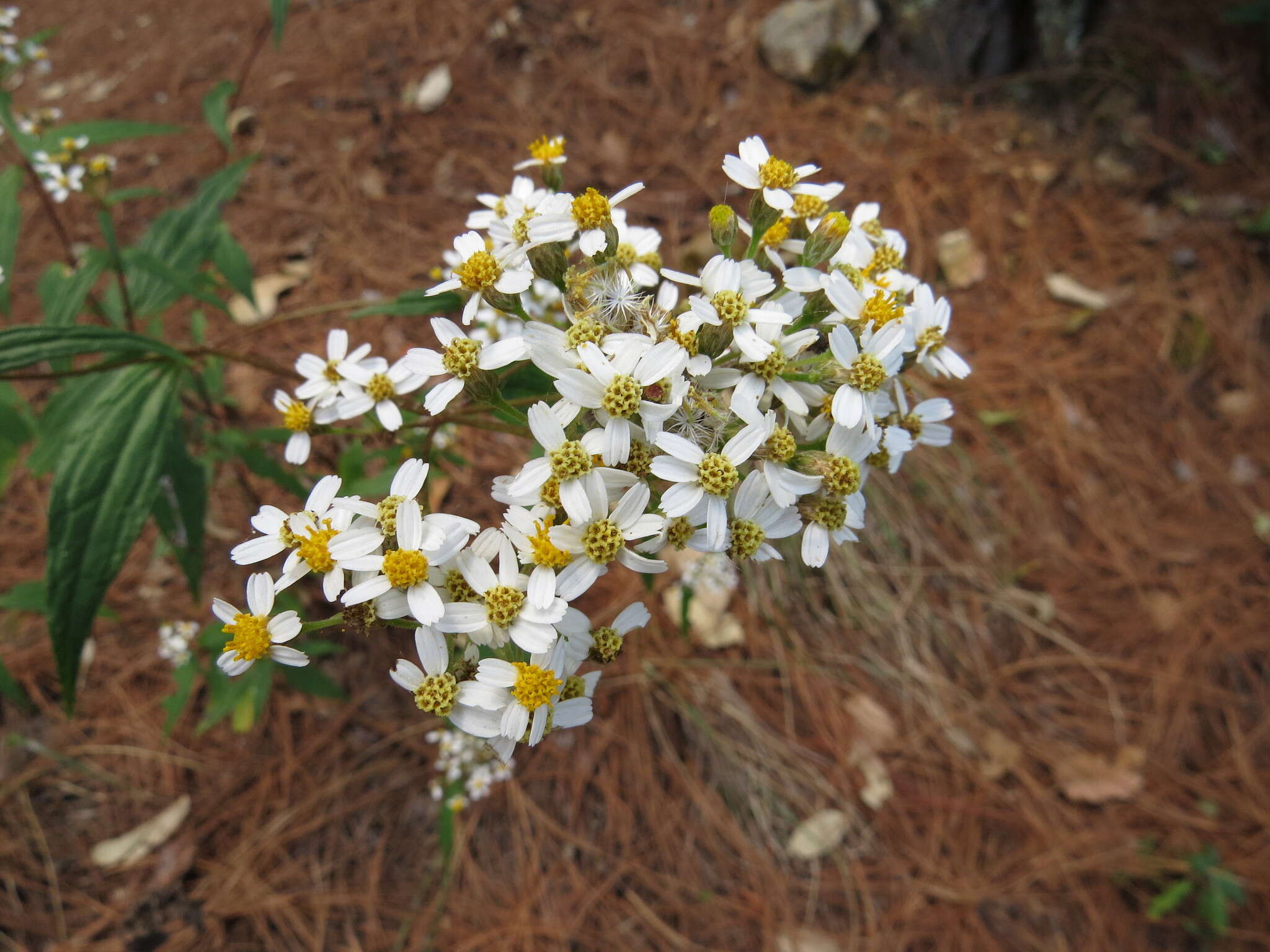 Image de Alloispermum integrifolium (DC.) H. Rob.