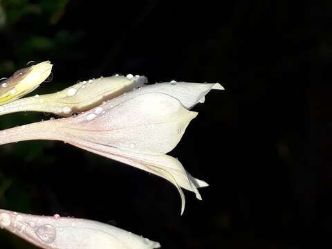 Image of Gladiolus engysiphon G. J. Lewis