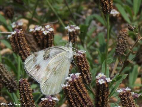 Image of Checkered White