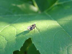 Image of Black Onion Fly