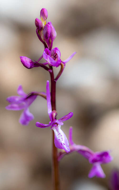 Sivun Orchis anatolica Boiss. kuva