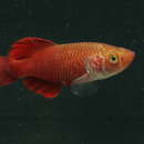 Image of Red Victoria nothobranch