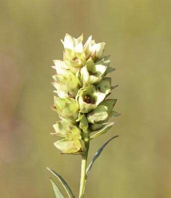 Image of Shrubby Primrose-Willow