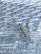 Image of Green lacewing