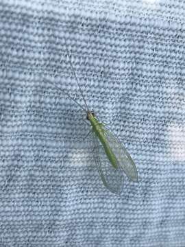 Image of Green lacewing