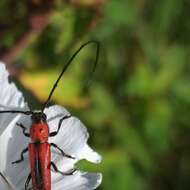 Image of Tylosis suturalis White 1853