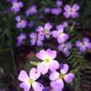 Image of Malcolmia maritima (L.) W. T. Aiton