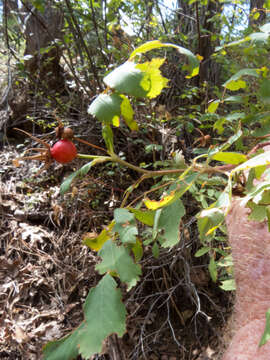 Sivun Rosa woodsii var. arizonica (Rydb.) W. H. Lewis kuva