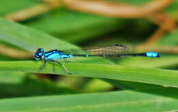 Image of Skimming Bluet