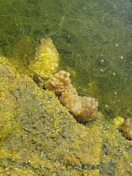 Image of Ascidian