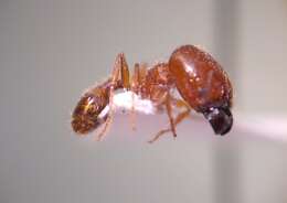 Pheidole pilifera (Roger 1863)的圖片