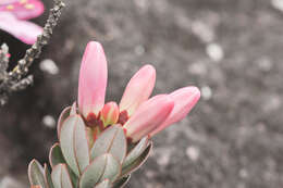 Image of Bejaria imthurnii N. E. Br.