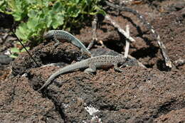 Image of Galapagos Lava Lizard