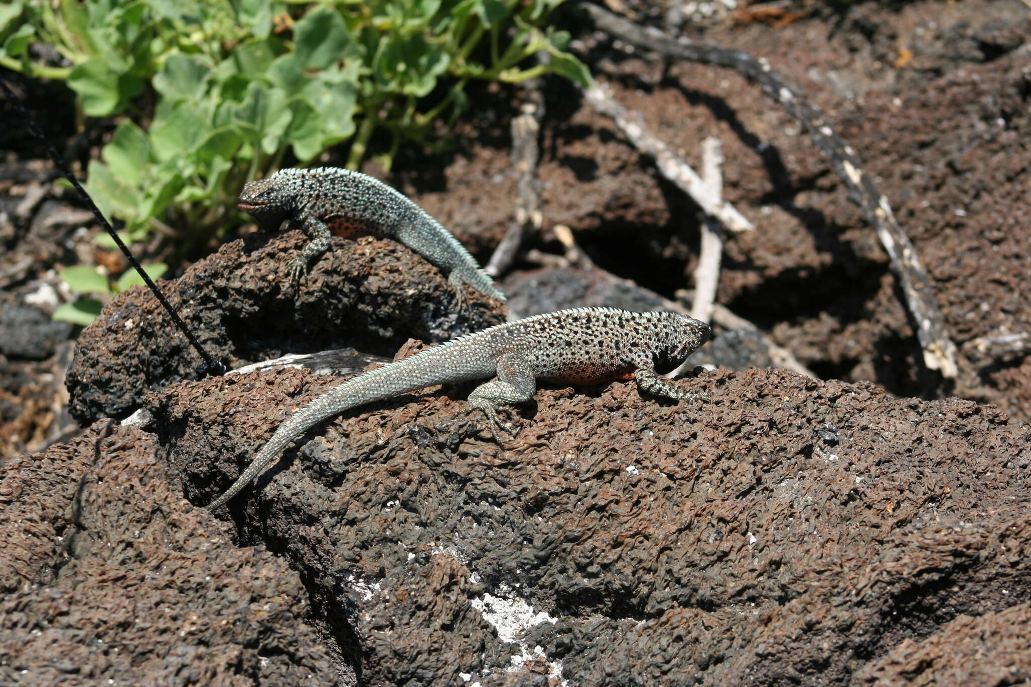 Image of Galapagos Lava Lizard