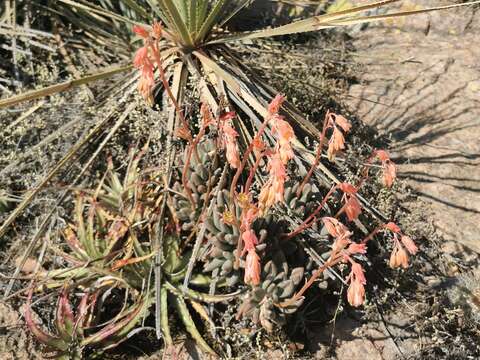 Image of Pachyphytum hookeri (Salm-Dyck) A. Berger