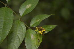 Image of Otopappus scaber S. F. Blake