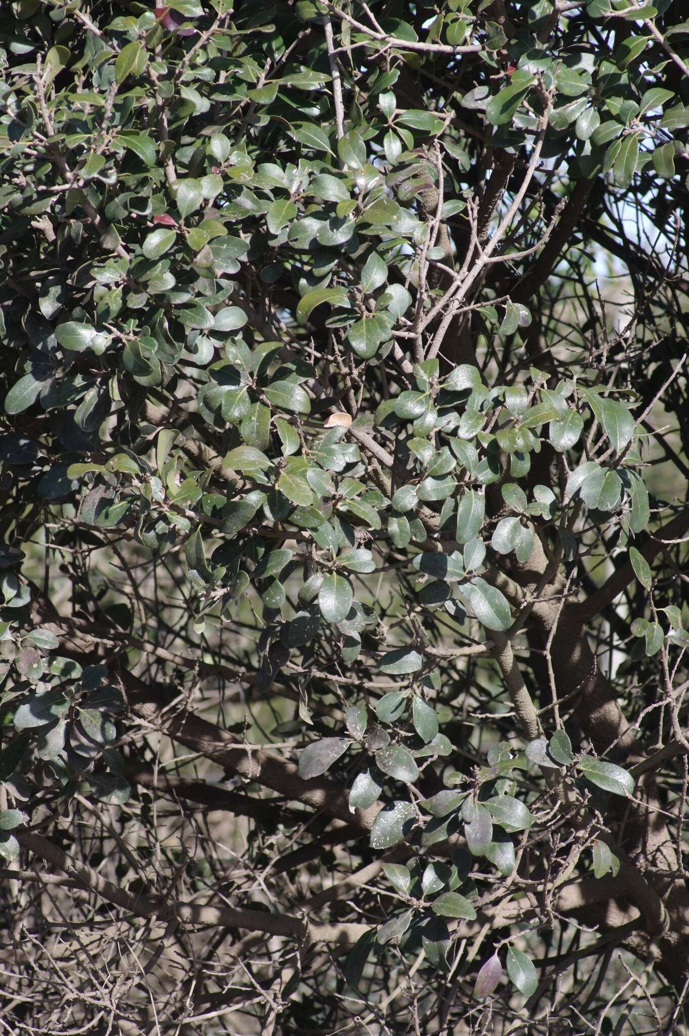 Image of Apodytes dimidiata E. Mey. ex Arn.