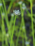 Sivun Eriocaulon decemflorum Maxim. kuva