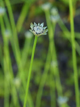 Image de Eriocaulon decemflorum Maxim.