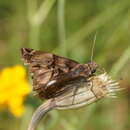 Image of Noctuana lactifera