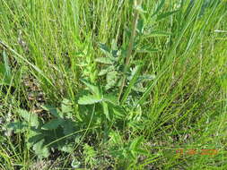 Image of Filipendula stepposa Juzepczuk