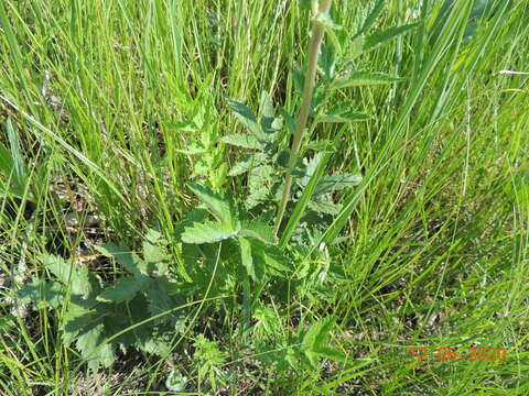 Plancia ëd Filipendula stepposa Juzepczuk