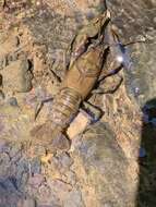 Image of Rock Crayfish