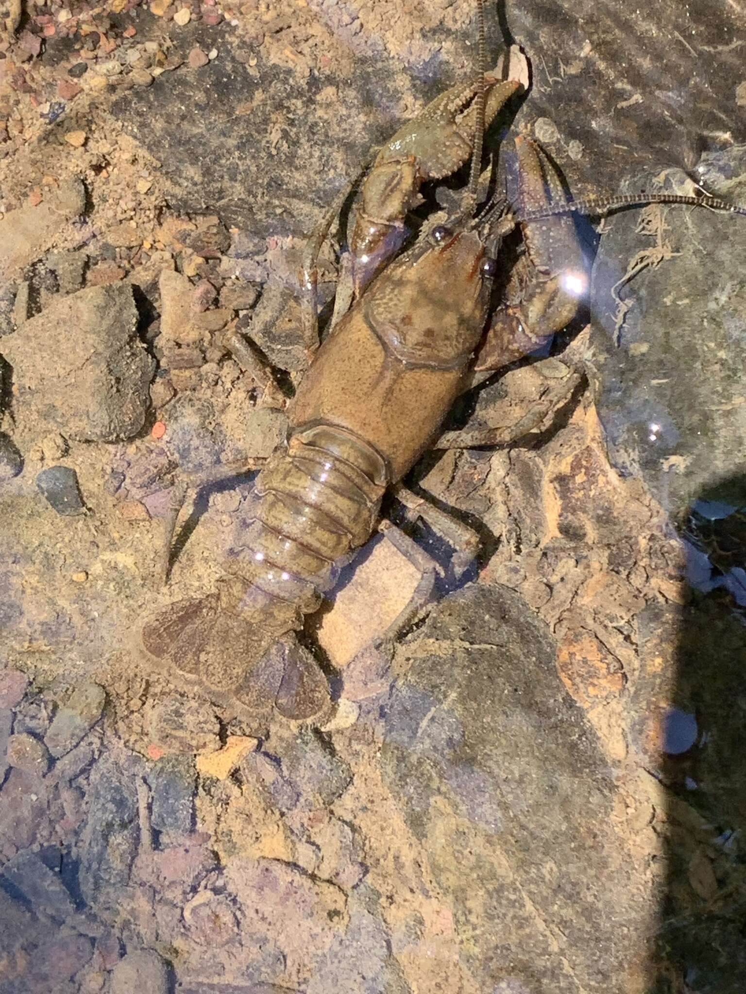 Image of Rock Crayfish